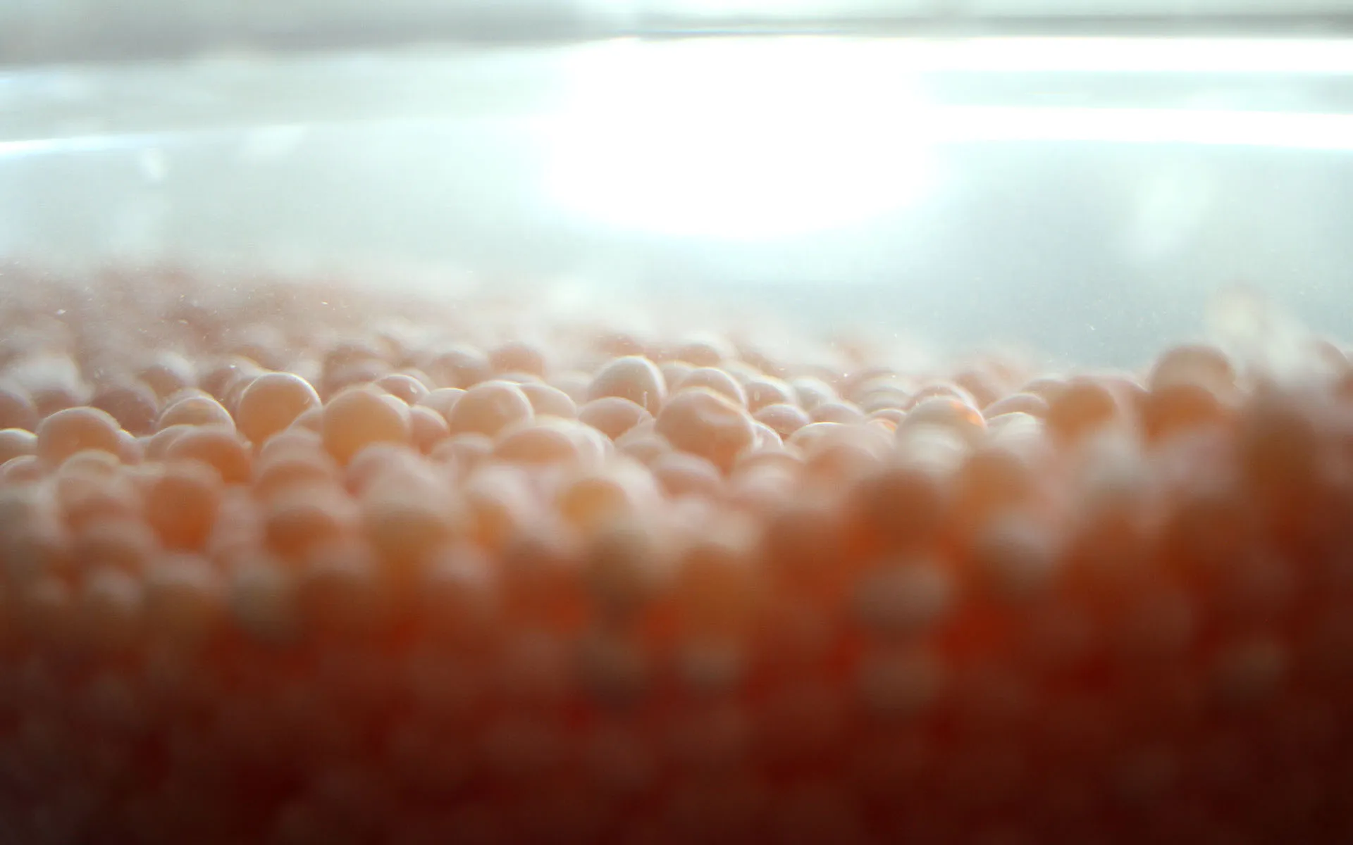 Closeup of roe eggs under water.