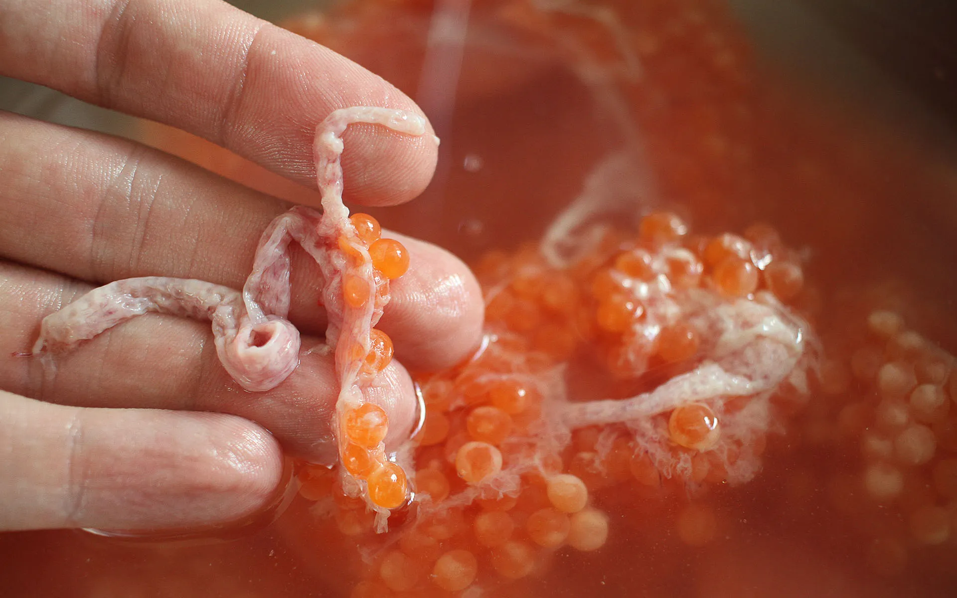 Bits of roe sack with eggs attached in warm water.
